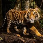 Save Tiger Essay in Hindi