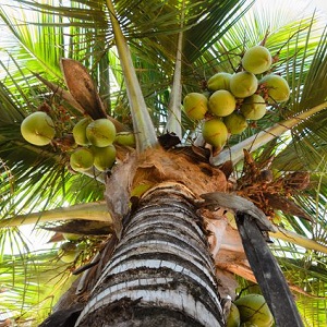 Essay on Coconut Tree in Hindi