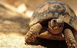 Short Essay on Tortoise in Hindi