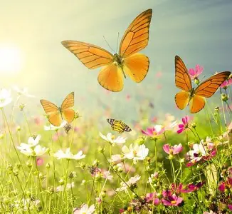 Short Essay on Butterfly in Hindi - तितली पर निबंध