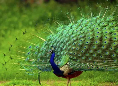 Short Essay on Peacock in Hindi Language
