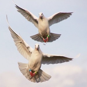 Essay on Pigeon in Hindi Language