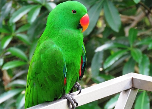 Short Essay on Parrot in Hindi Language