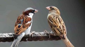 Essay on Sparrow in Hindi